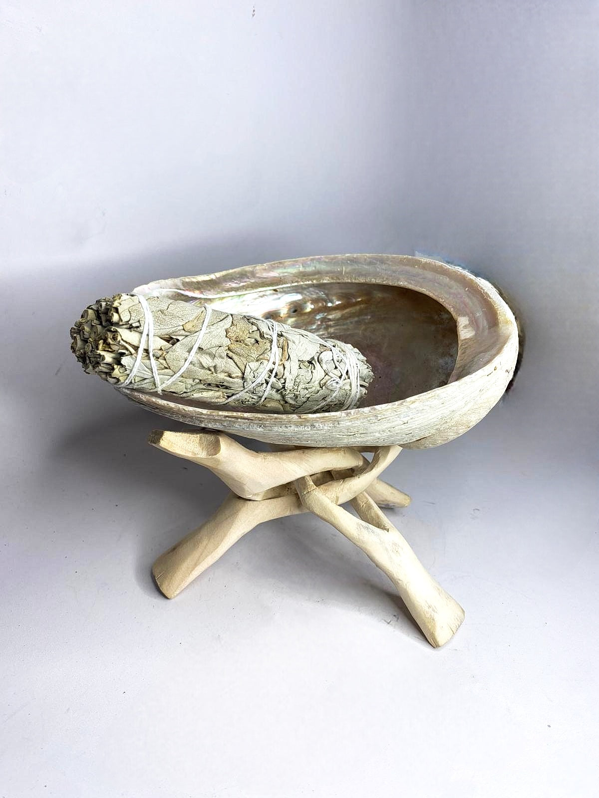 Abalone grande con supporto in legno