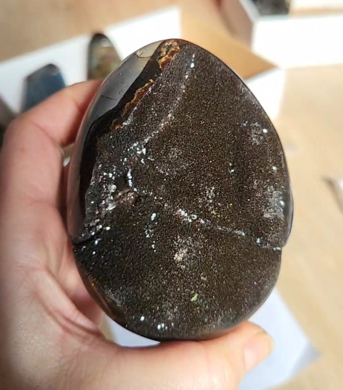 Septaria uovo